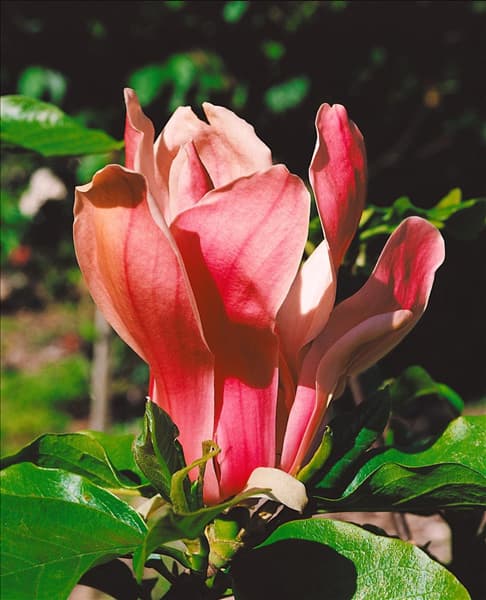 MAGNOLIA LILIIFLORA NIGRA
