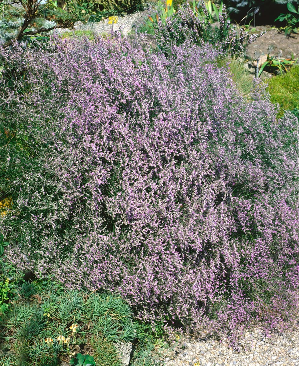 Limonium latifolium