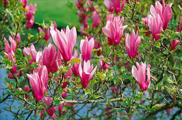MAGNOLIA LILIIFLORA NIGRA