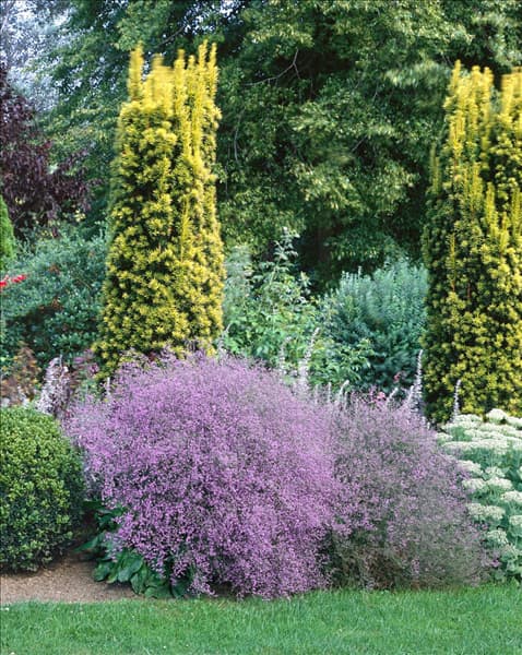 Limonium latifolium