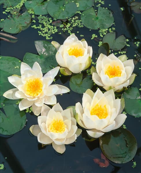 Nymphaea Alba