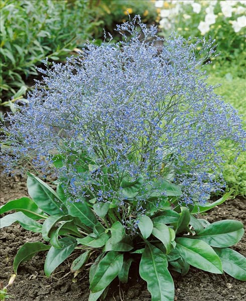 Limonium latifolium