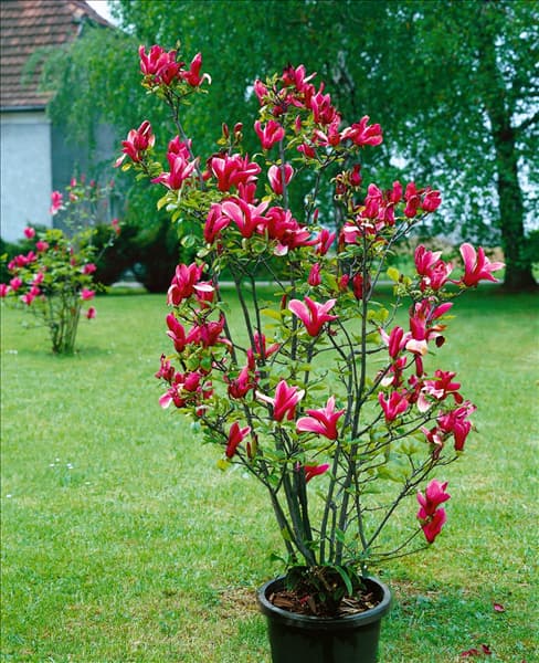 Magnolia liliiflora Nigra