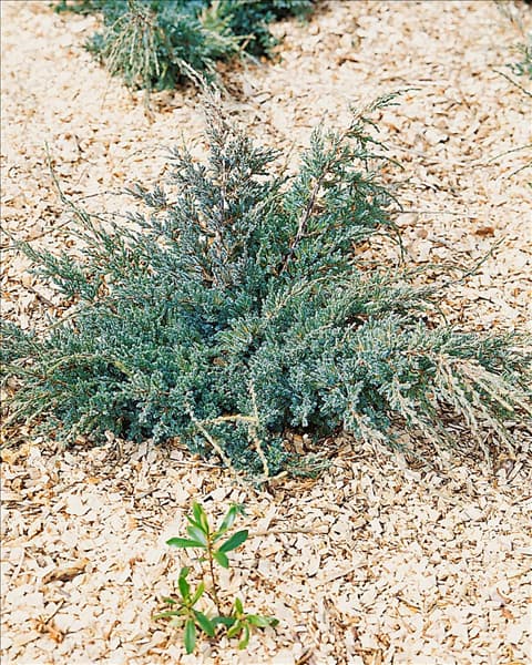 Juniperus squamata Holger
