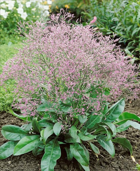 Limonium latifolium