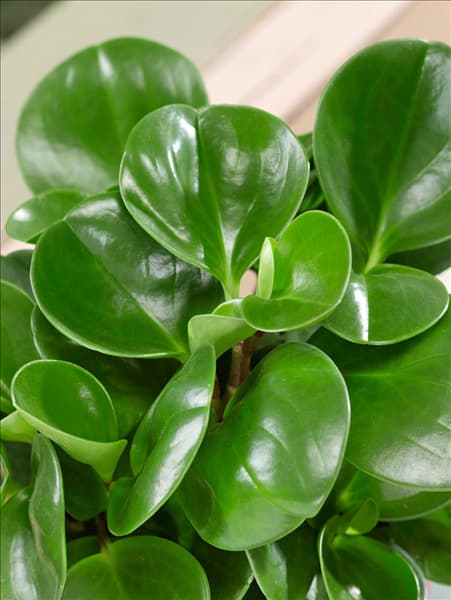 Peperomia obtusifolia