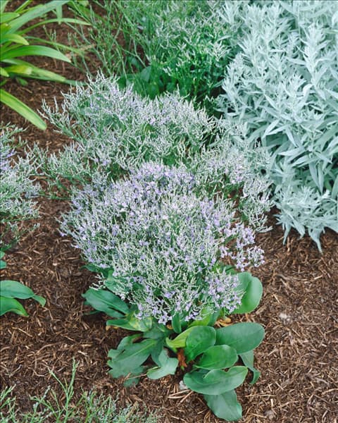 LIMONIUM LATIFOLIUM