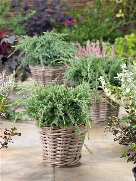 Juniperus squamata Holger im Topf