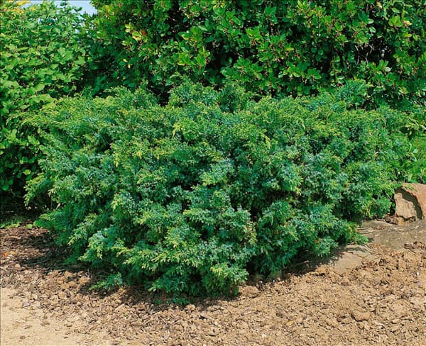 Juniperus squamata Holger