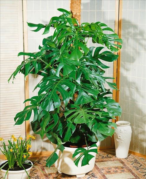MONSTERA DELICIOSA