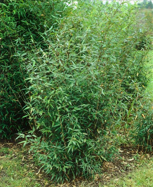 Phyllostachys aureosulcata