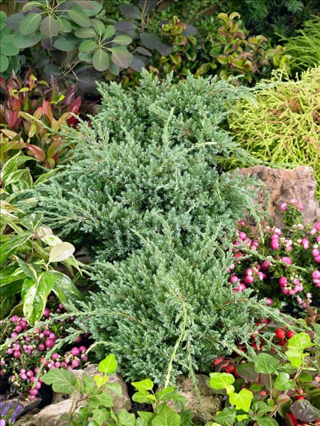 Juniperus squamata Holger