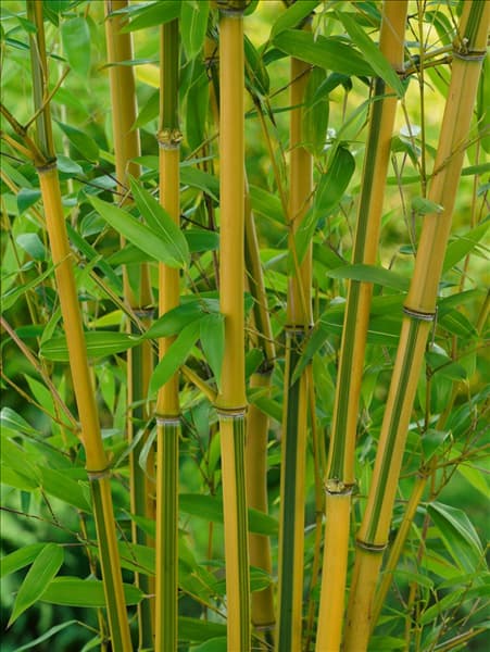 Phyllostachys aureosulcata Spectabilis