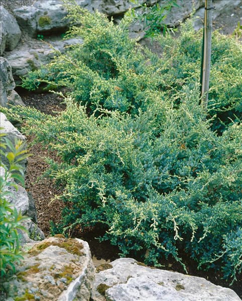 Juniperus squamata Holger