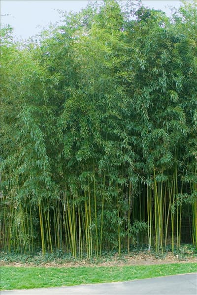 Phyllostachys aureosulcata