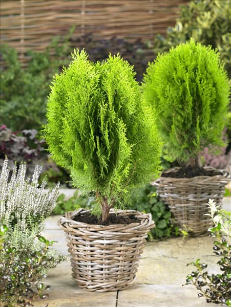 Platycladus orientalis Aurea Nana im Topf