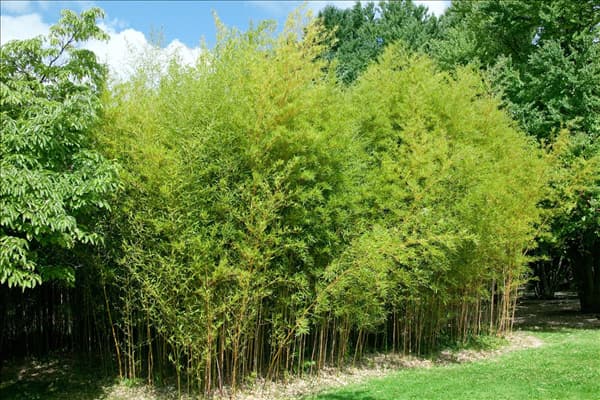 Phyllostachys aureosulcata