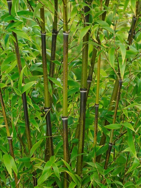 Phyllostachys aureosulcata Spectabilis
