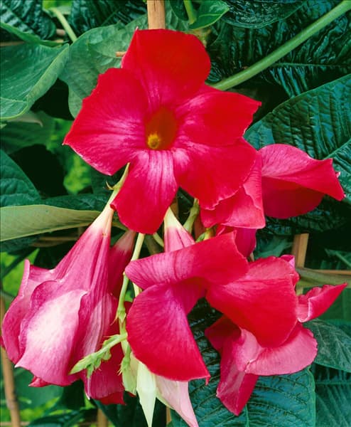 Mandevilla Red Velvet