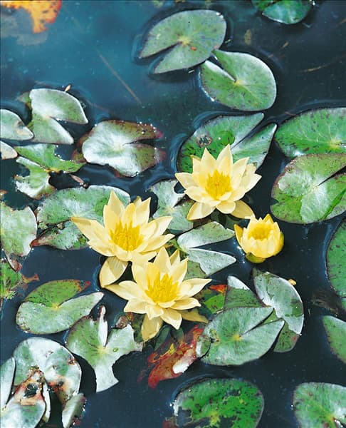 NYMPHAEA HELVOLA