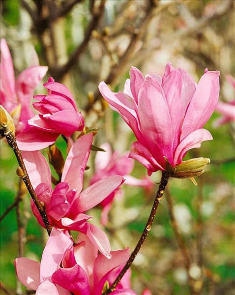 Magnolia Ricki