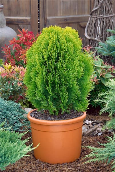 Platycladus orientalis Aurea Nana in pot
