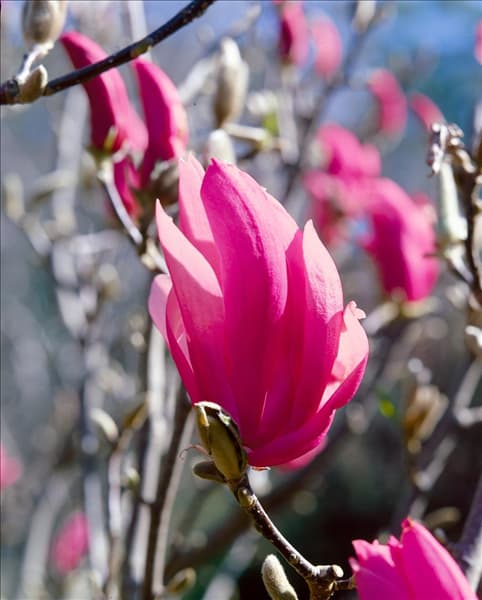 Magnolia Ricki