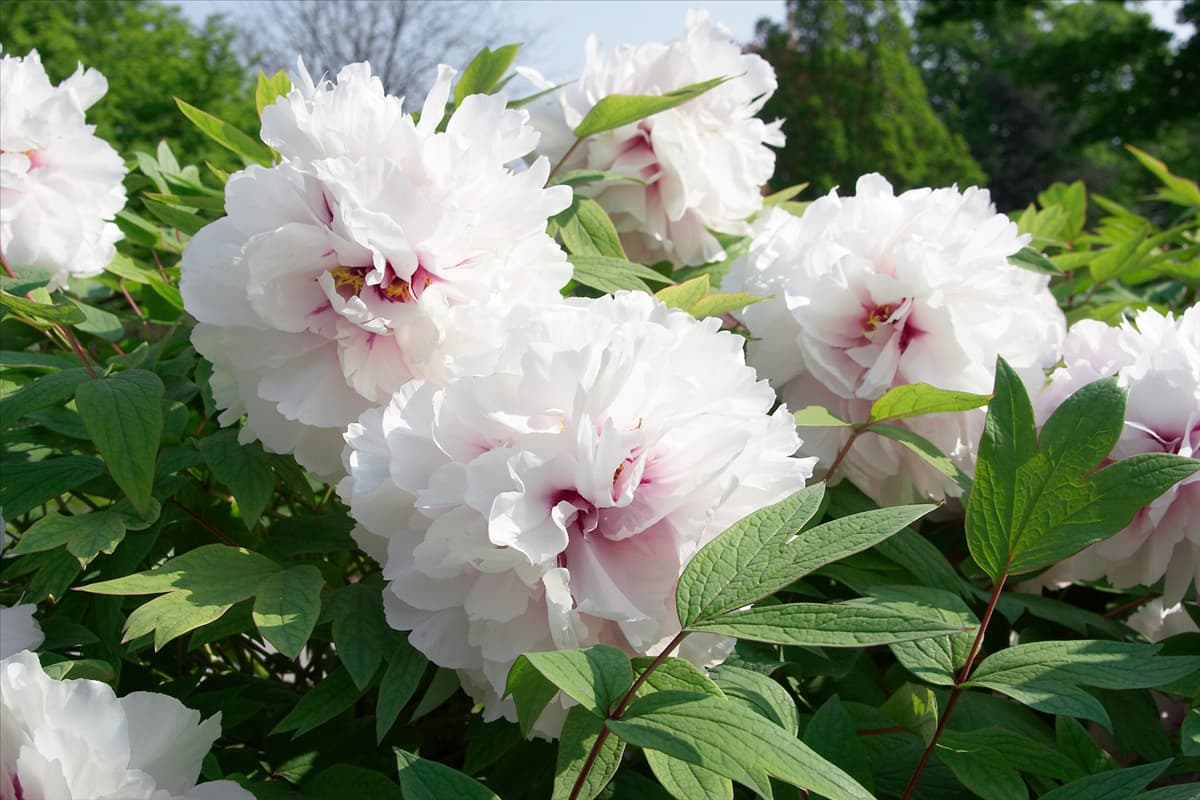 Paeonia x suffruticosa