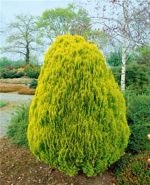Platycladus orientalis Aurea Nana