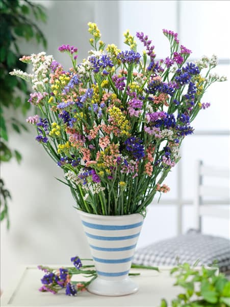 Limonium sinuatum Mischung in Vase
