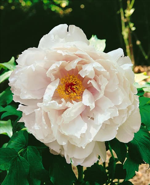 Paeonia suffruticosa Yoshi Noyaga