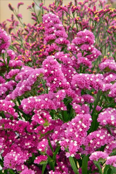 Limonium sinuatum Sweet Wings ® Hilsinswe