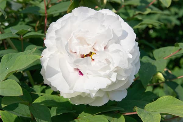 Paeonia x suffruticosa