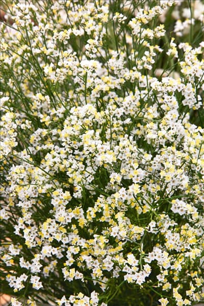 Limonium sinuatum Diana Diamond
