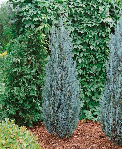 Juniperus scopulorum Blue Arrow
