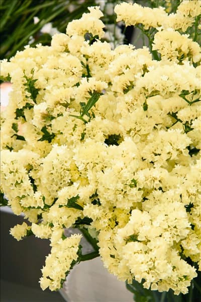 Limonium sinuatum Lemon Wings ® Hilsinlem