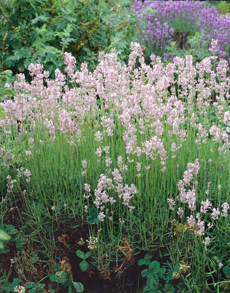 Lavandula angustifolia