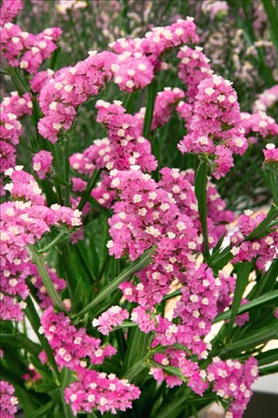 Limonium sinuatum Fairy Wings ®