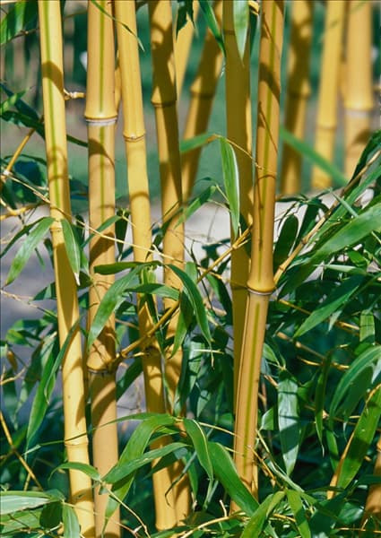 Phyllostachys aureosulcata Spectabilis