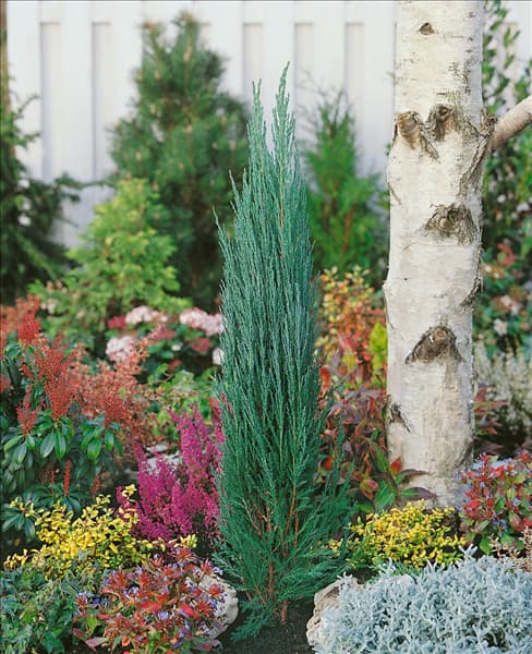 Juniperus scopulorum Blue Arrow