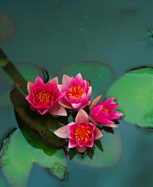 NYMPHAEA PYGMAEA RUBRA