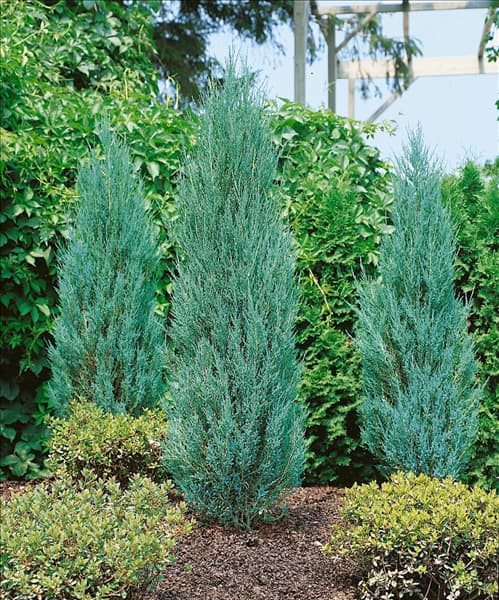 Juniperus scopulorum Blue Arrow