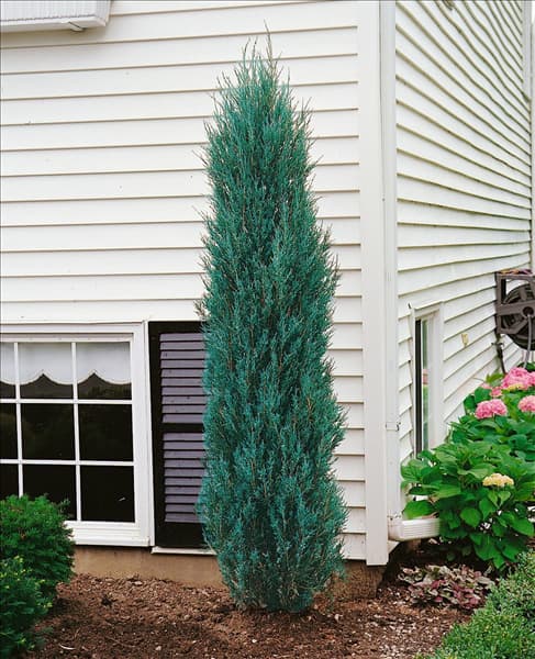 Juniperus scopulorum Blue Arrow