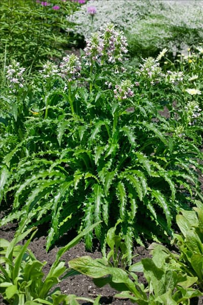 Morina longifolia