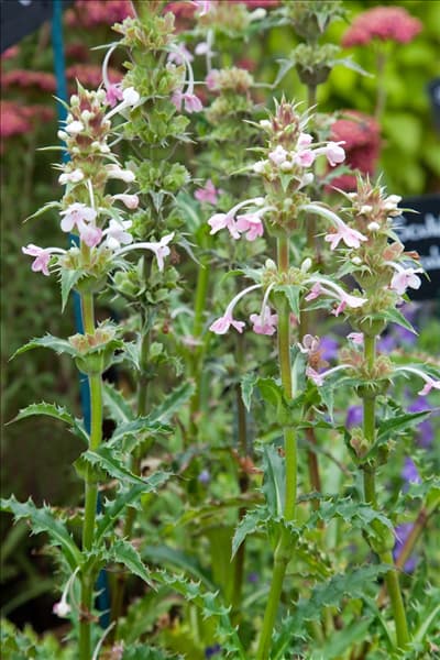 Morina longifolia
