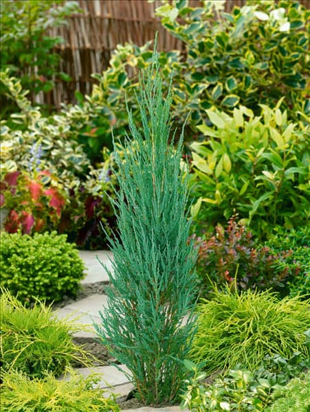Juniperus scopulorum Blue Arrow