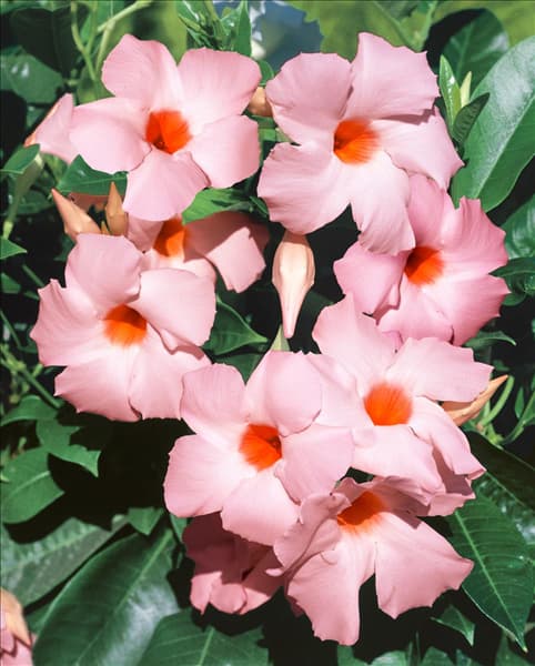 Mandevilla Sundaville Cream Pink