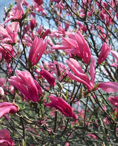 Magnolia Susan