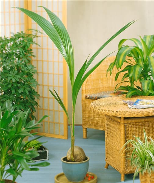 Cocos nucifera