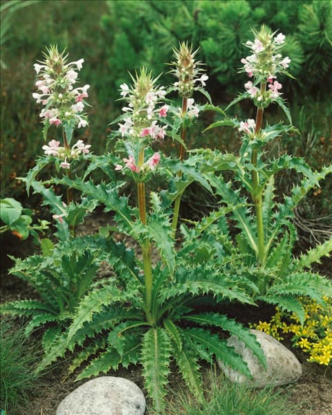 MORINA LONGIFOLIA